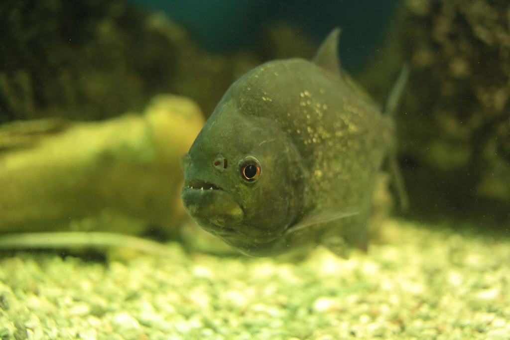 Avoid Piranha Encounters While Implementing Organizational Change Piranha Single